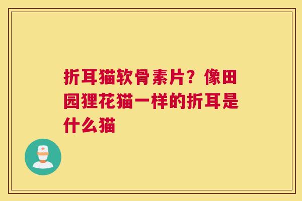 折耳猫软骨素片？像田园狸花猫一样的折耳是什么猫