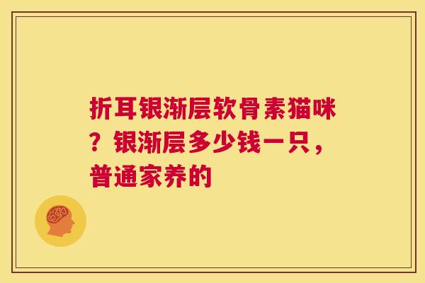 折耳银渐层软骨素猫咪?银渐层多少钱一只,普通家养的 折耳银渐层软骨素猫咪?银渐层多少钱一只,普通家养的