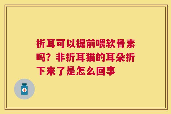 折耳可以提前喂软骨素吗？非折耳猫的耳朵折下来了是怎么回事