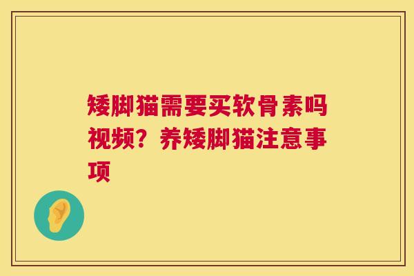 矮脚猫需要买软骨素吗视频?养矮脚猫注意事项