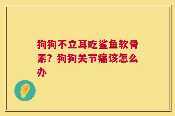 狗狗不立耳吃鲨鱼软骨素?狗狗关节痛该怎么办 狗狗不立耳吃鲨鱼软骨素?狗狗关节痛该怎么办