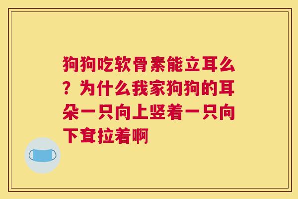 狗狗吃软骨素能立耳么？为什么我家狗狗的耳朵一只向上竖着一只向下耷拉着啊