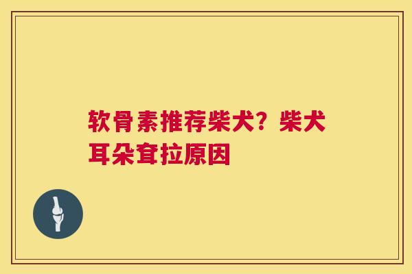 软骨素推荐柴犬?柴犬耳朵耷拉原因 软骨素推荐柴犬?柴犬耳朵耷拉原因