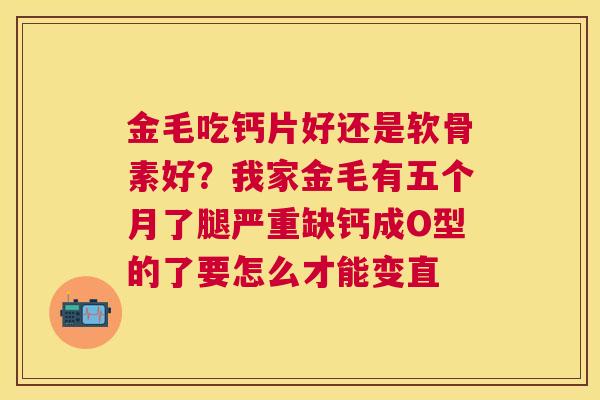 金毛吃钙片好还是软骨素好?我家金毛有五个月了腿严重缺钙成O型的了要怎么才能变直