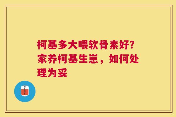 柯基多大喂软骨素好？家养柯基生崽，如何处理为妥