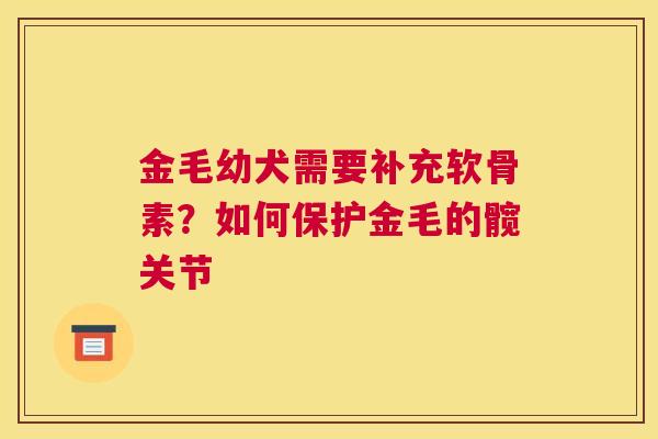 金毛幼犬需要补充软骨素?如何保护金毛的髋关节