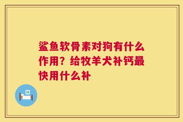 鲨鱼软骨素对狗有什么作用？给牧羊犬补钙最快用什么补
