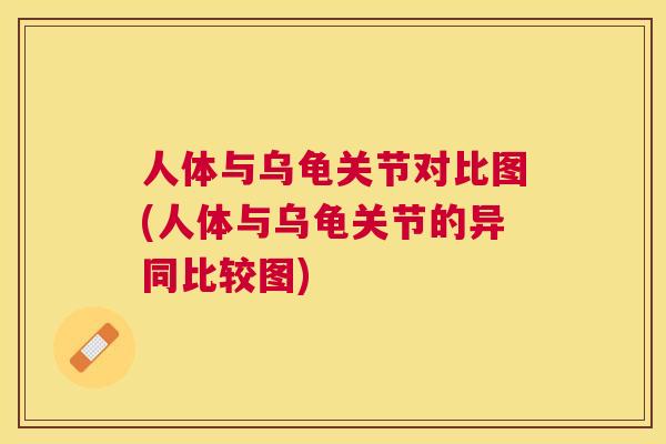人体与乌龟关节对比图(人体与乌龟关节的异同比较图) 人体与乌龟关节对比图(人体与乌龟关节的异同比较图)