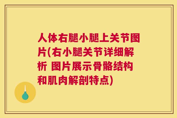 人体右腿小腿上关节图片(右小腿关节详细解析 图片展示骨骼结构和肌肉解剖特点)