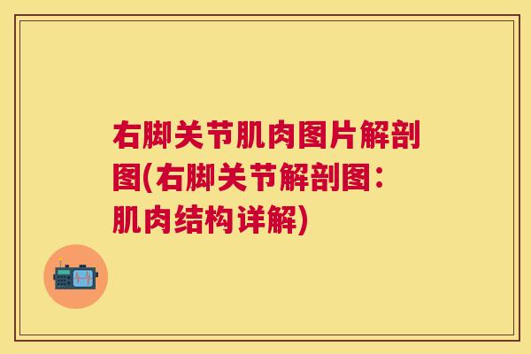 右脚关节肌肉图片解剖图(右脚关节解剖图：肌肉结构详解)