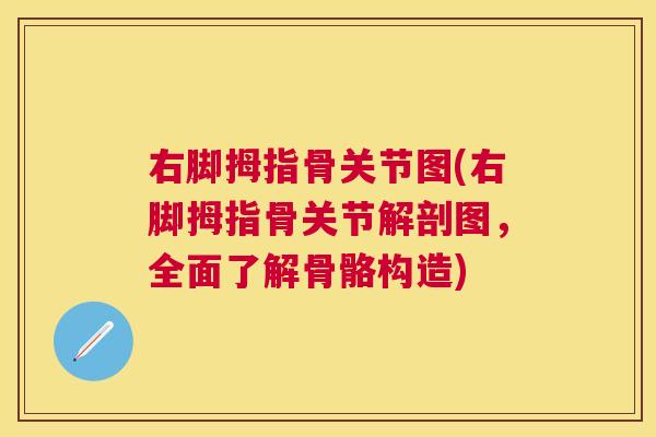 右脚拇指骨关节图(右脚拇指骨关节解剖图，全面了解骨骼构造)