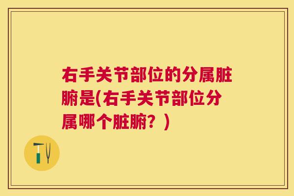 右手关节部位的分属脏腑是(右手关节部位分属哪个脏腑？)