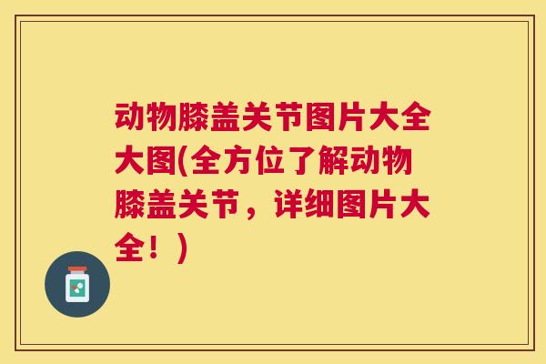 动物膝盖关节图片大全大图(全方位了解动物膝盖关节,详细图片大全!)