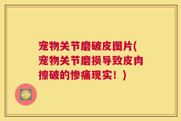 宠物关节磨破皮图片(宠物关节磨损导致皮肉擦破的惨痛现实!) 宠物关节磨破皮图片(宠物关节磨损导致皮肉擦破的惨痛现实!)
