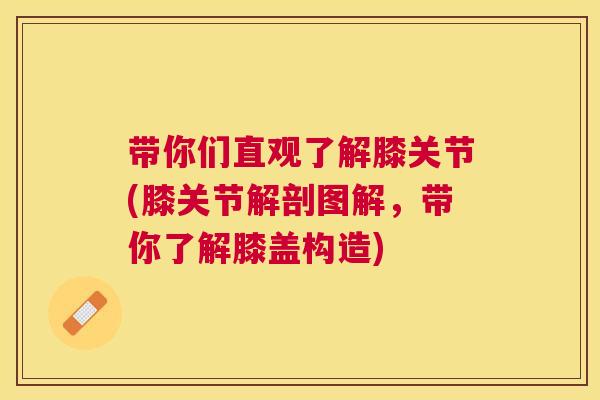 带你们直观了解膝关节(膝关节解剖图解,带你了解膝盖构造)