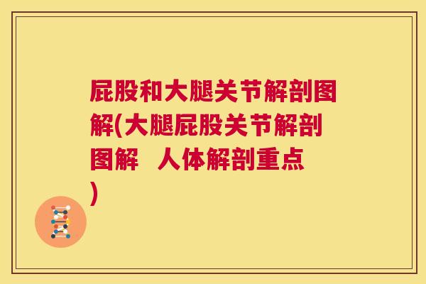 屁股和大腿关节解剖图解(大腿屁股关节解剖图解 人体解剖重点)
