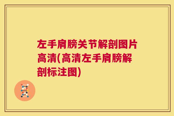 左手肩膀关节解剖图片高清(高清左手肩膀解剖标注图)
