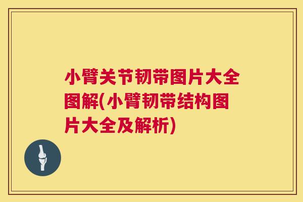 小臂关节韧带图片大全图解(小臂韧带结构图片大全及解析)
