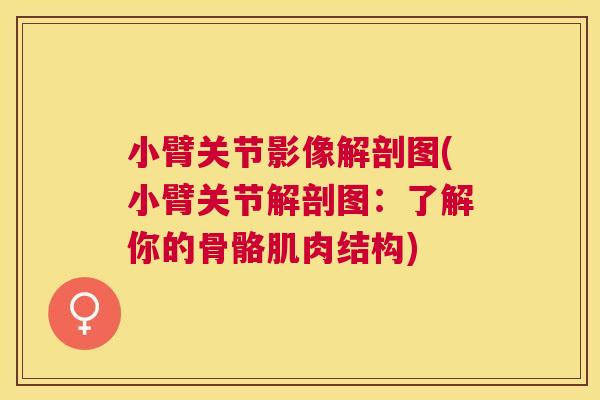 小臂关节影像解剖图(小臂关节解剖图:了解你的骨骼肌肉结构)