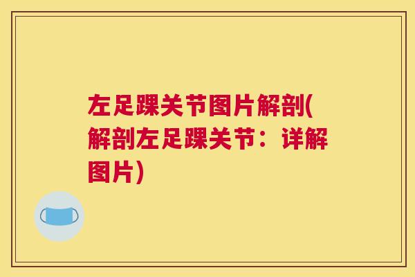 左足踝关节图片解剖(解剖左足踝关节:详解图片) 左足踝关节图片解剖(解剖左足踝关节:详解图片)