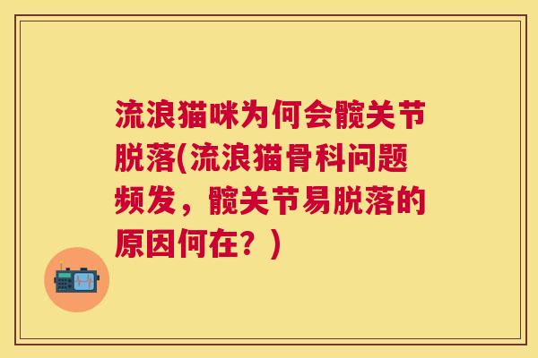 流浪猫咪为何会髋关节脱落(流浪猫骨科问题频发,髋关节易脱落的原因何在?)