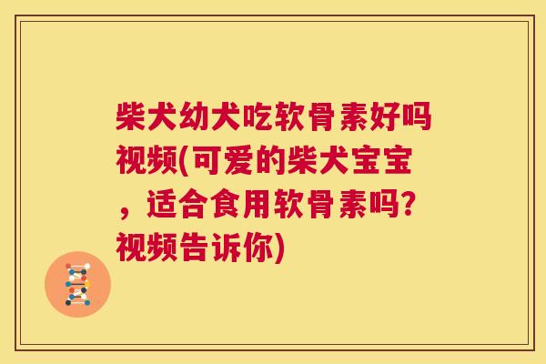 柴犬幼犬吃软骨素好吗视频(可爱的柴犬宝宝,适合食用软骨素吗?视频告诉你) 柴犬幼犬吃软骨素好吗视频(可爱的柴犬宝宝,适合食用软骨素吗?视频告诉你)