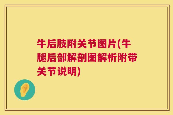 牛后肢附关节图片(牛腿后部解剖图解析附带关节说明)