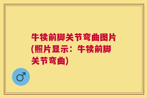 牛犊前脚关节弯曲图片(照片显示：牛犊前脚关节弯曲)