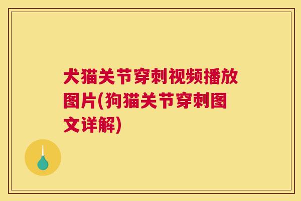 犬猫关节穿刺视频播放图片(狗猫关节穿刺图文详解)