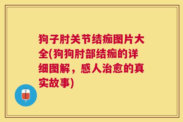 狗子肘关节结痂图片大全(狗狗肘部结痂的详细图解,感人治愈的真实故事)