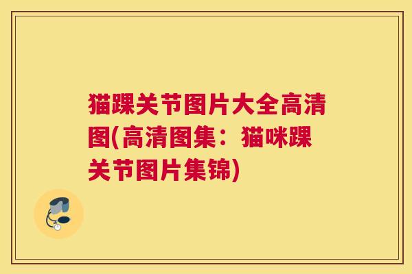猫踝关节图片大全高清图(高清图集:猫咪踝关节图片集锦) 猫踝关节图片大全高清图(高清图集:猫咪踝关节图片集锦)