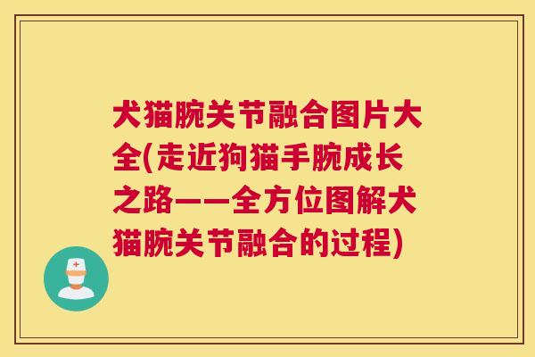 犬猫腕关节融合图片大全(走近狗猫手腕成长之路——全方位图解犬猫腕关节融合的过程)
