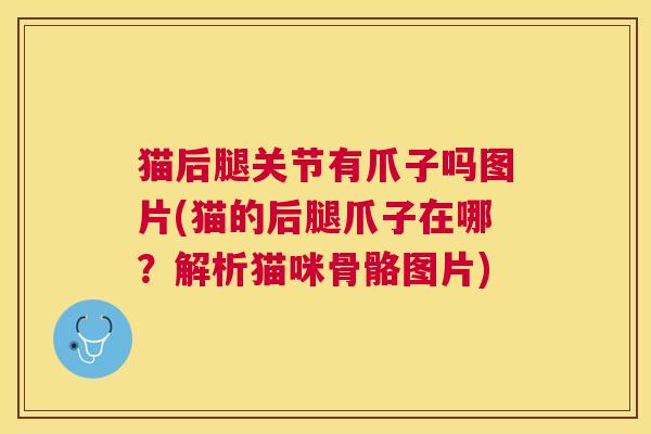 猫后腿关节有爪子吗图片(猫的后腿爪子在哪?解析猫咪骨骼图片) 猫后腿关节有爪子吗图片(猫的后腿爪子在哪?解析猫咪骨骼图片)