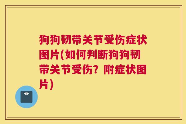 狗狗韧带关节受伤症状图片(如何判断狗狗韧带关节受伤?附症状图片)