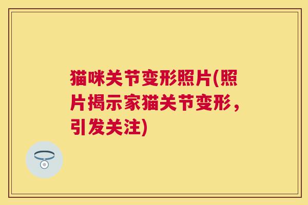 猫咪关节变形照片(照片揭示家猫关节变形,引发关注)