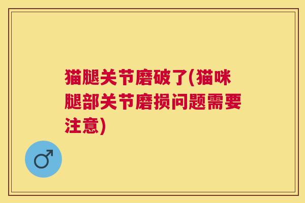 猫腿关节磨破了(猫咪腿部关节磨损问题需要注意)