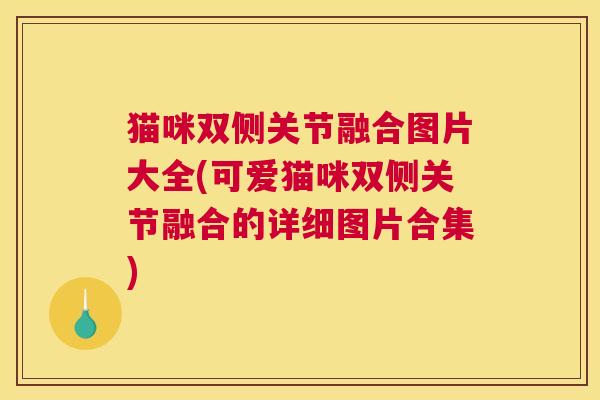 猫咪双侧关节融合图片大全(可爱猫咪双侧关节融合的详细图片合集)