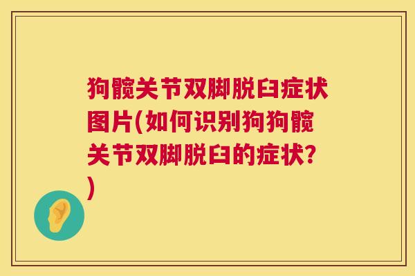 狗髋关节双脚脱臼症状图片(如何识别狗狗髋关节双脚脱臼的症状?) 狗髋关节双脚脱臼症状图片(如何识别狗狗髋关节双脚脱臼的症状?)