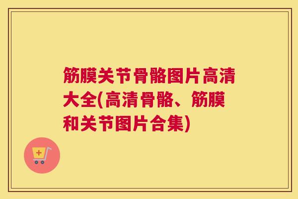 筋膜关节骨骼图片高清大全(高清骨骼、筋膜和关节图片合集)