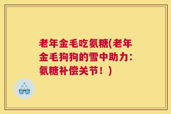 老年金毛吃氨糖(老年金毛狗狗的雪中助力：氨糖补偿关节！)