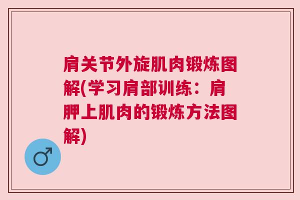 肩关节外旋肌肉锻炼图解(学习肩部训练:肩胛上肌肉的锻炼方法图解)