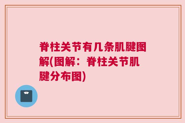 脊柱关节有几条肌腱图解(图解:脊柱关节肌腱分布图) 脊柱关节有几条肌腱图解(图解:脊柱关节肌腱分布图)