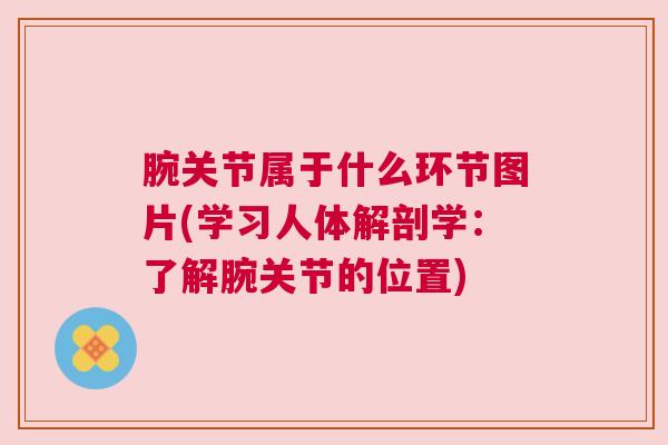 腕关节属于什么环节图片(学习人体解剖学:了解腕关节的位置)
