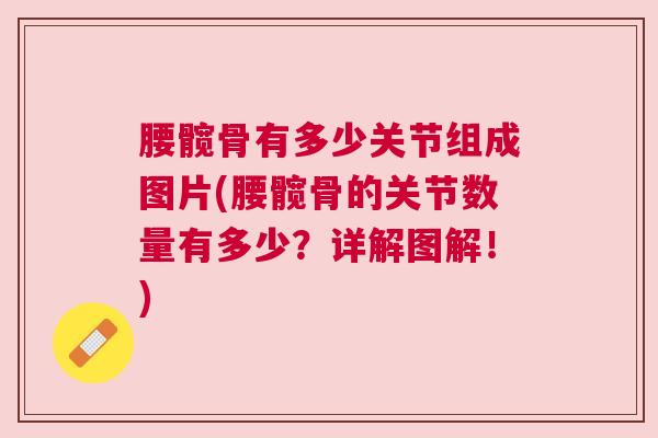 腰髋骨有多少关节组成图片(腰髋骨的关节数量有多少？详解图解！)