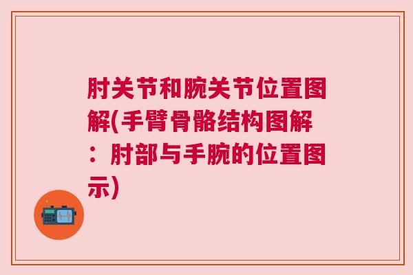肘关节和腕关节位置图解(手臂骨骼结构图解:肘部与手腕的位置图示)