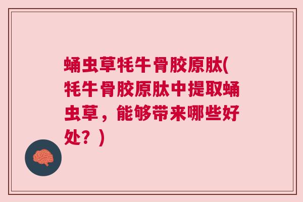蛹虫草牦牛骨胶原肽(牦牛骨胶原肽中提取蛹虫草，能够带来哪些好处？)