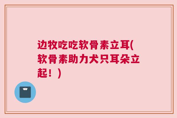 边牧吃吃软骨素立耳(软骨素助力犬只耳朵立起!) 边牧吃吃软骨素立耳(软骨素助力犬只耳朵立起!)